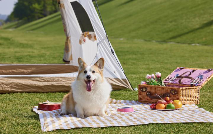 宠物用品品牌出海营销:五大核心策略构建全球竞争力