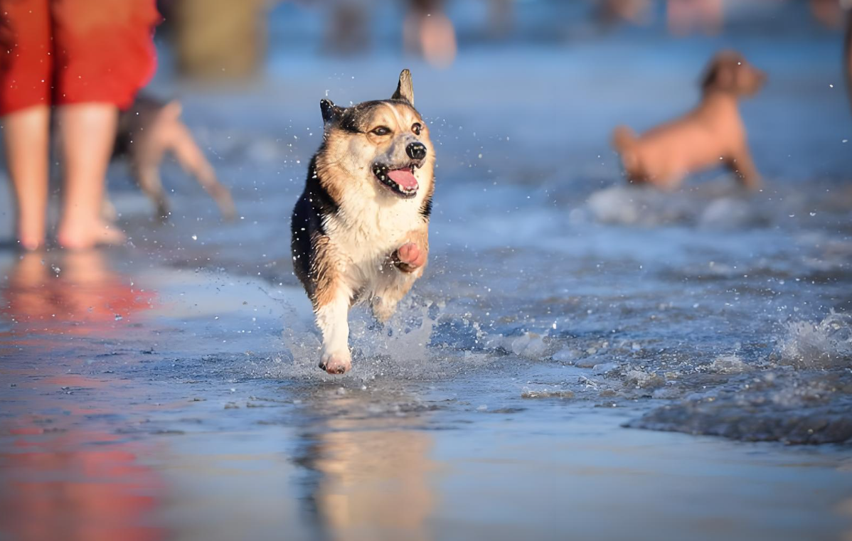 TikTok宠物营销：用达人共创塑造品牌“人设”，赢长久信赖